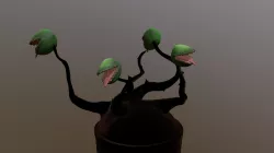 Venus