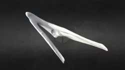3D Scanned Deer Jaw Bone