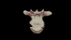 Antarctopelta oliveroi Vertebrae