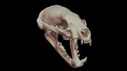 Badger Skull and Jaw