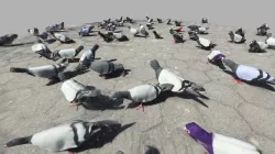 BIRDS EVERYWHERE