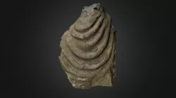 Bivalve Retroceramus eximius