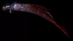 Bloody Sword