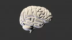Cortex