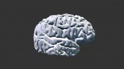 Cortex model