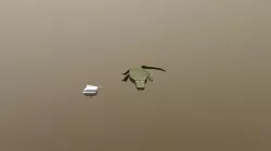 Croc Assessment one Draft