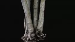 Fig tree environment low poly 3D model