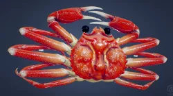 Game Ready Japanese Signs Set Crab Signboard