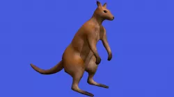 Kangaroo!