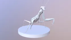 Mantis