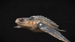 Model 47A - Loggerhead sea turtle