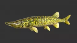 Pike