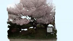 Sakura in Tokyo, Mar 2018