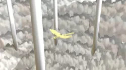 Sand Bird