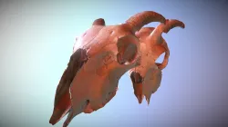 scanned photorealistic skull & removable horns