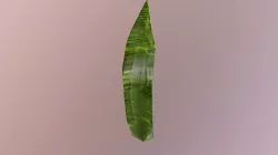 Seaweed