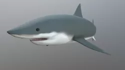 Shark