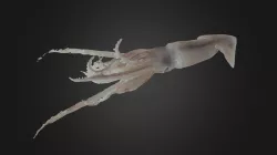 Squid