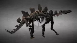 Stegosaurus