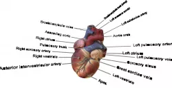 3D Heart Model