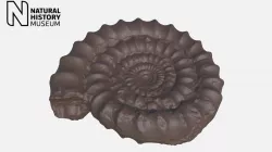 Ammonite