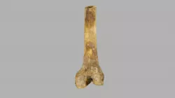 Benjamin Franklin House - Human Bone