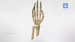 BONES