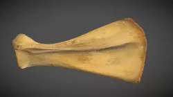 Camel Scapula (Camelus Bactrianus)