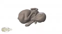 Chicken hatchling