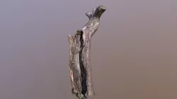 Dead Tree