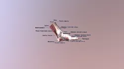 Final Foot Model