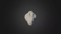 Gator