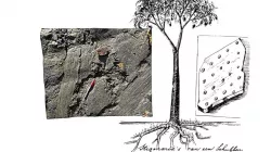 Geology - Lycopsid tree root(?) fossils