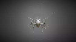 Insecte