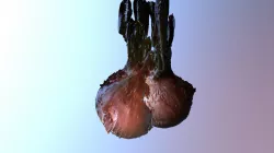 Legumes Modeles