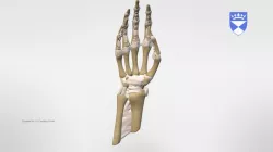 LIGAMENTS