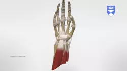 MUSCLES AND TENDONS OF THE FOREARM