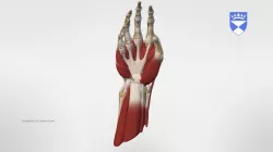 MUSCLES AND TENDONS OF THE HAND