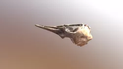 Penguin-skull