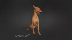 Pharaoh Hound Dog no stand