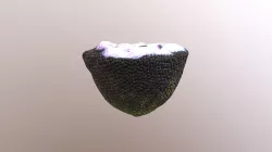 pink lotus pod coral