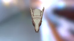 PP
