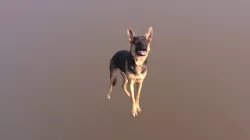 Puppy Field Test