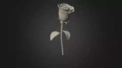 Rose Pp4