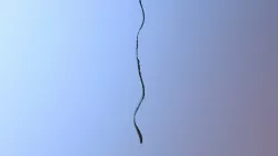 seaweed