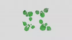 Set of 4 Canola Plants - PlantEye F400
