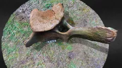 Sperm Whale vertebra | Physeter macrocephalus