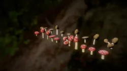 Toad Stools And Mushrooms