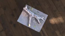 Tree Trunk