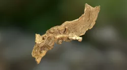 Wood Scan